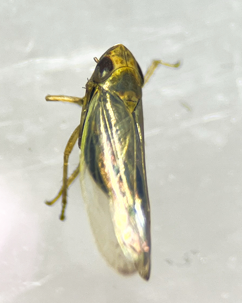 Psammotettix cephalotes