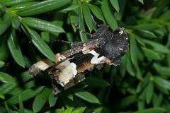 Phlogophora albovittata