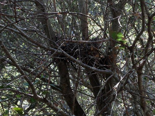 Sciuridae