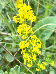 Echtes Labkraut (Galium verum): Herkunft und Verwendung — Foto 2