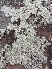 Lecanora argopholis