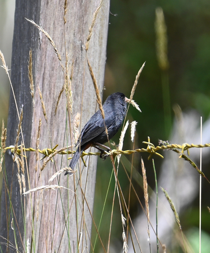 Paramo Seedeater (Catamenia homochroa), photo 7