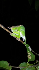Furcifer willsii