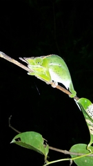 Furcifer willsii