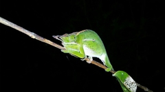 Furcifer willsii
