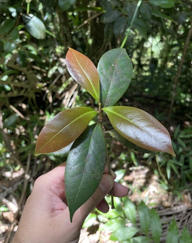 Ocotea portoricensis