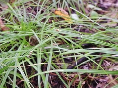 Carex deweyana