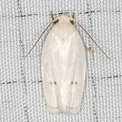 Antaeotricha albulella
