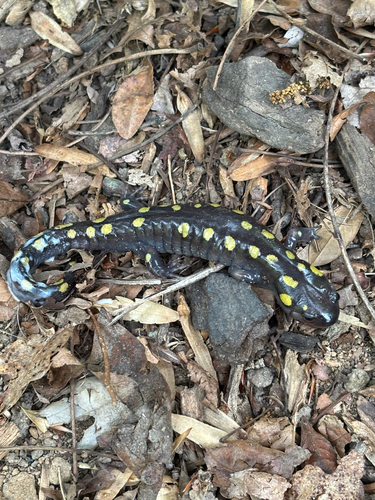 Spotted Salamander