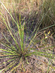 Scleria muehlenbergii