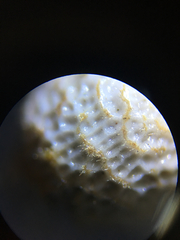 Scleria muehlenbergii