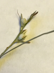 Scleria muehlenbergii