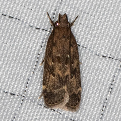 Helcystogramma melantherella