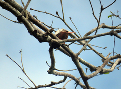 Galbalcyrhynchus leucotis