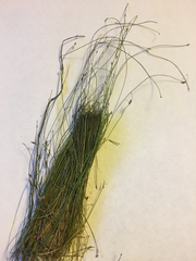 Eleocharis microcarpa