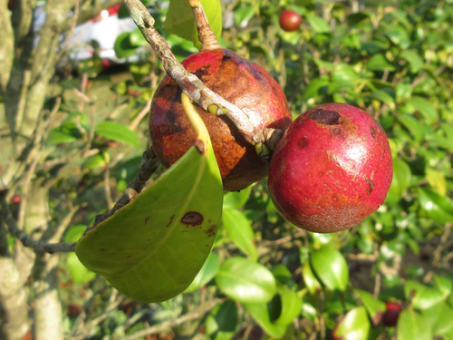 Camellia japonica