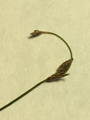 Eleocharis microcarpa