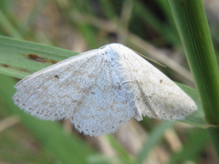Scopula ignobilis