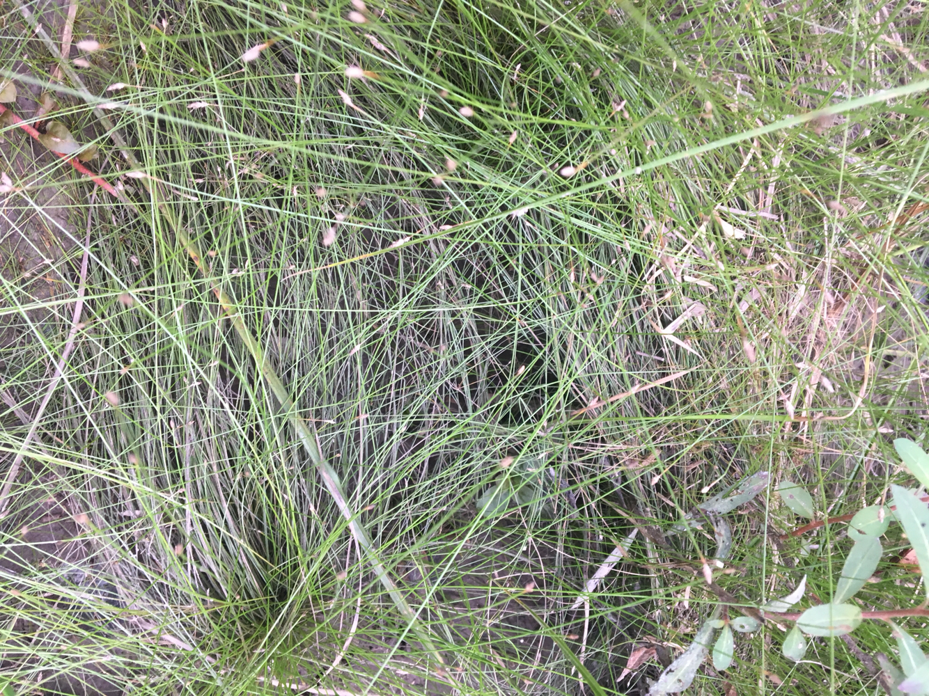 Eleocharis microcarpa