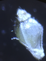 Eleocharis microcarpa