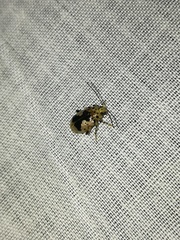 Acrocyum dorsalis