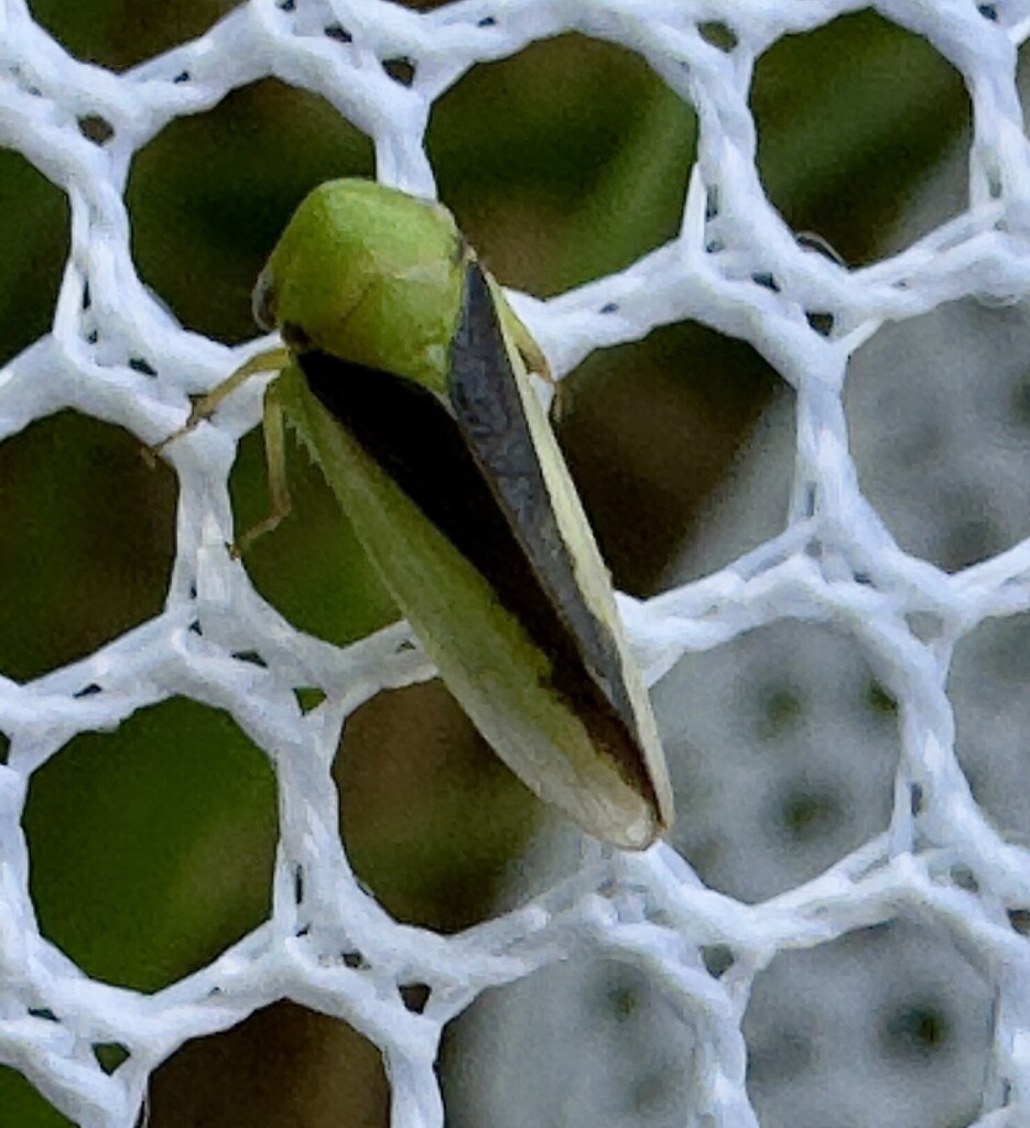 Macropsis sordida