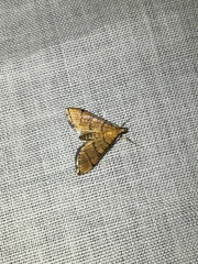 Blepharomastix ranalis