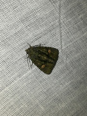 Phosphila miselioides