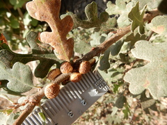 Disholcaspis eldoradensis