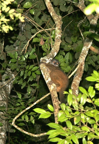 Weasel Sportive Lemur