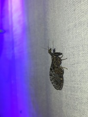 Plega dactylota