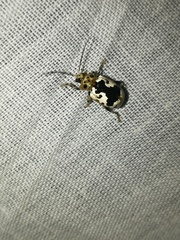 Acrocyum dorsalis