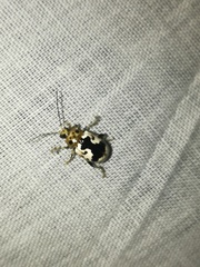 Acrocyum dorsalis