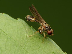 Sphegina