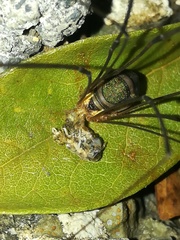 Leiobunum viridorsum