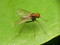 Chrysotus spectabilis