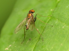 Chrysotus spectabilis