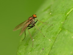 Chrysotus spectabilis