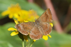 Calephelis arizonensis