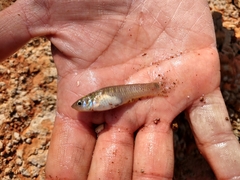 Pseudoxiphophorus bimaculatus