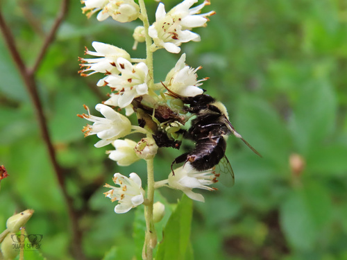 Pennsylvania Ambush Bug photo 6