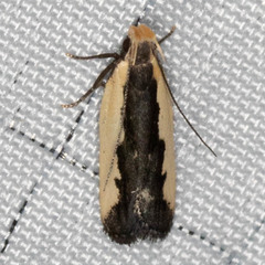 Dichomeris serrativittella