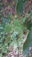 Smilax ocreata
