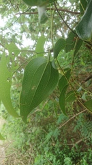 Smilax ocreata