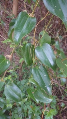 Smilax ocreata