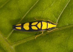 Platygonia spatulata
