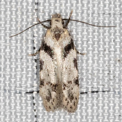 Pseudotelphusa palliderosacella