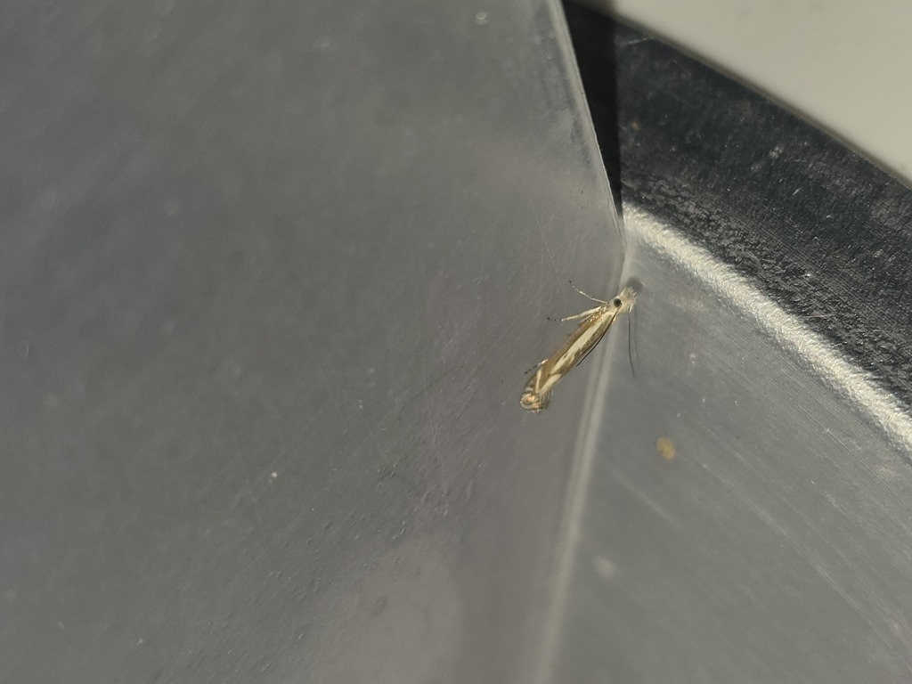 Isophrictis lineatellus