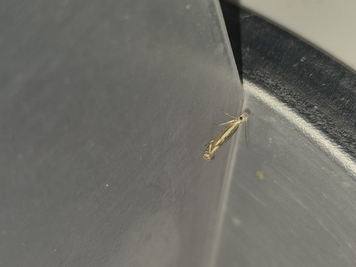 Isophrictis lineatellus