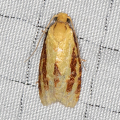 Sparganothis bistriata